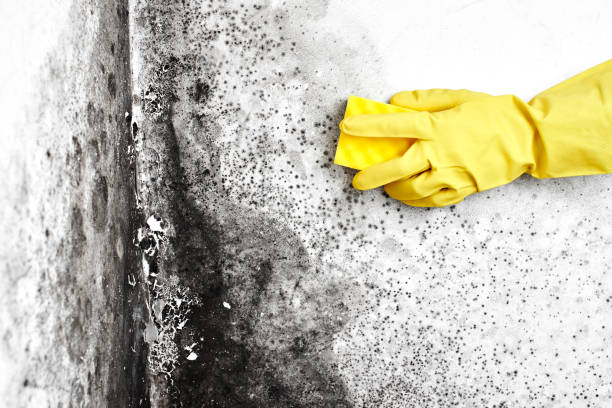 Reliable Quincy, MA Mold Remediation Solutions