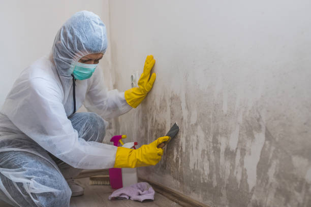 Best Residential Mold Remediation in Quincy, MA