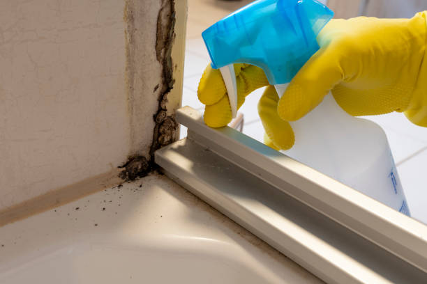Best Crawl Space Mold Remediation in Quincy, MA