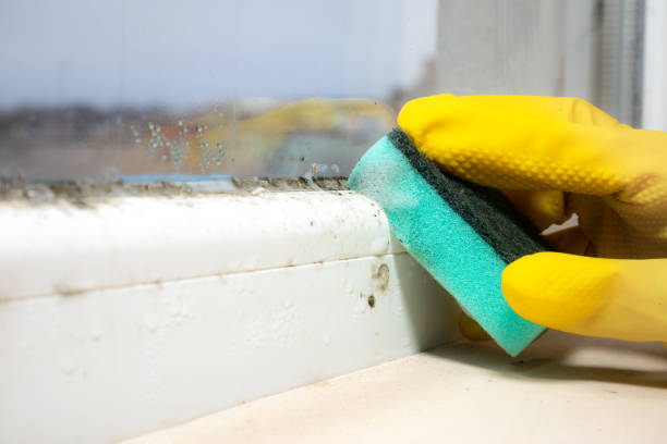 Quincy, MA Mold Removal Pros