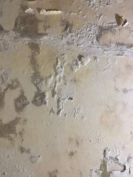 Best White Mold Remediation in Quincy, MA