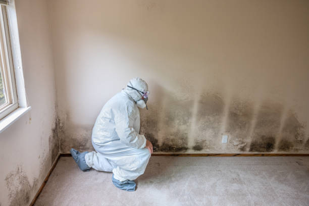 Best Kitchen Mold Remediation in Quincy, MA