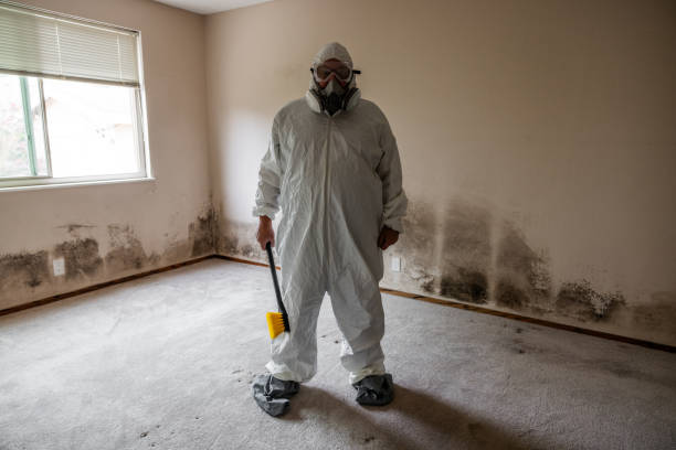 Best Basement Mold Remediation in Quincy, MA